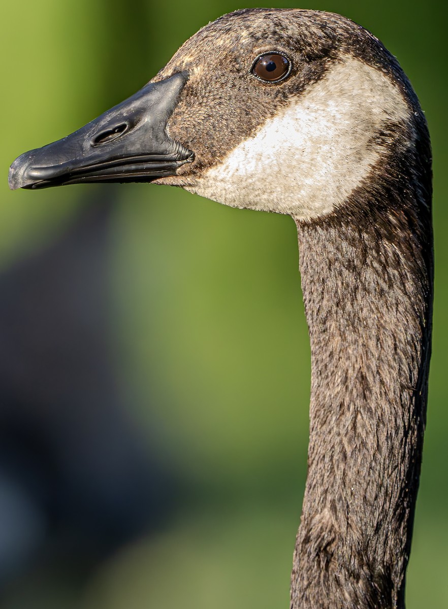 Canada Goose - ML619831541