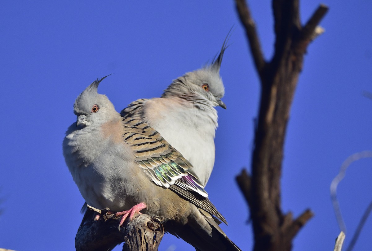Crested Pigeon - ML619831542