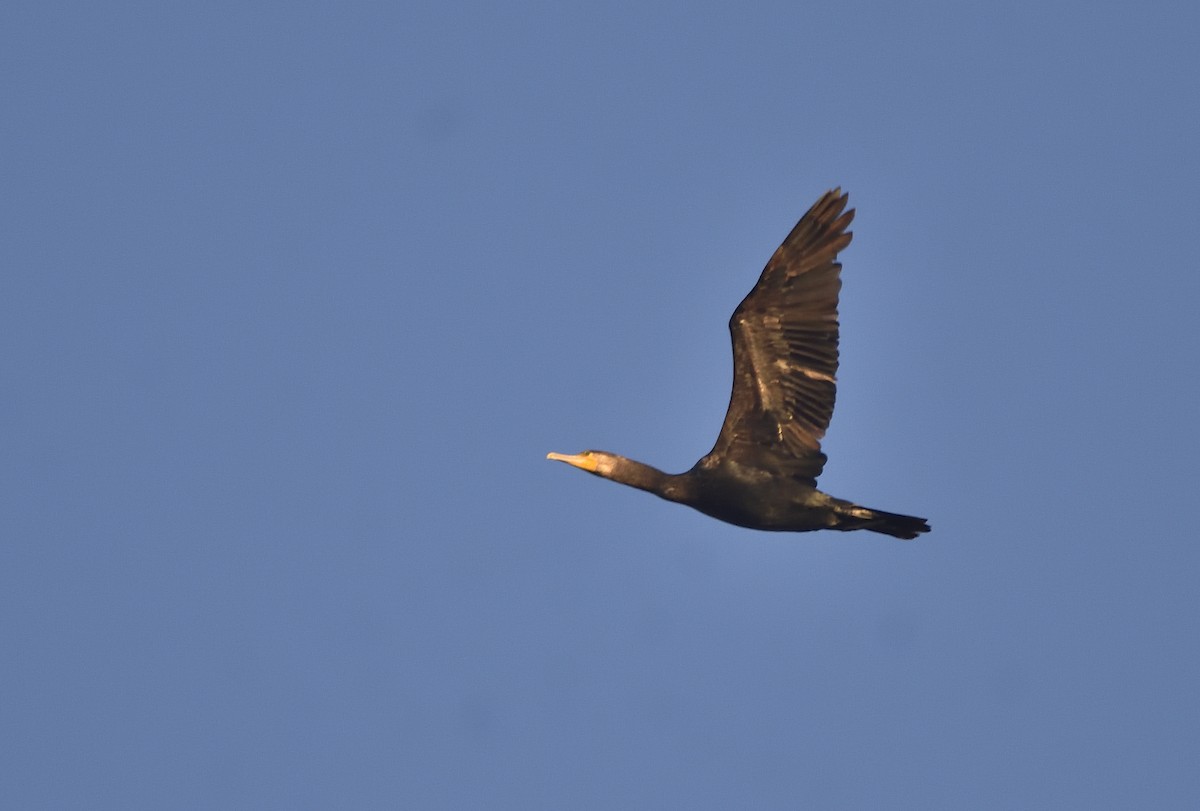 Great Cormorant (Australasian) - ML619831546