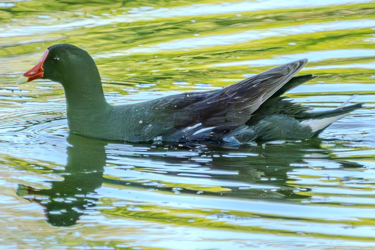 Common Gallinule - ML619831548