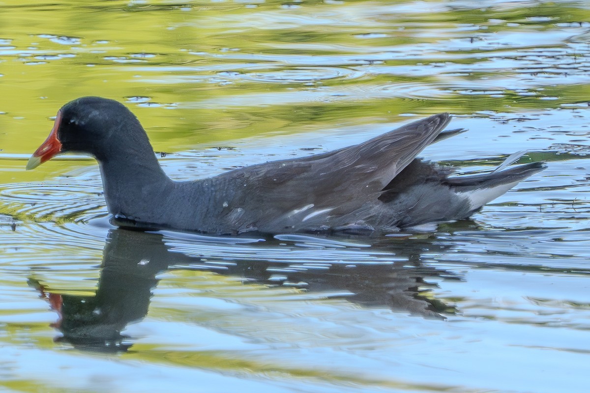 Common Gallinule - ML619831549