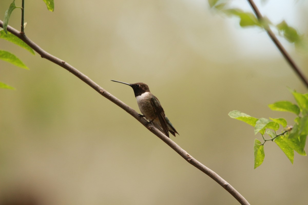 Black-chinned Hummingbird - ML619831553
