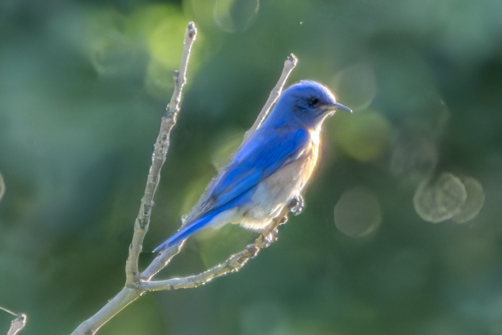 Western Bluebird - ML619831554