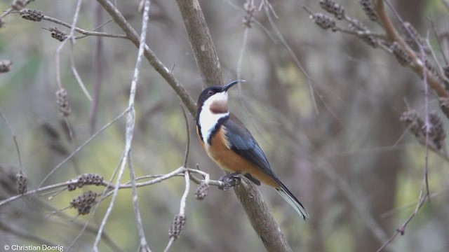 Eastern Spinebill - ML619831556