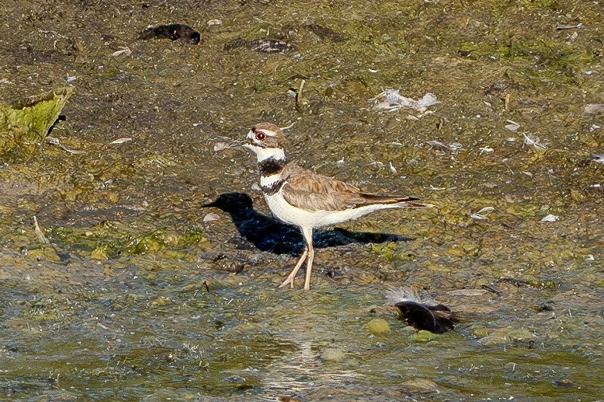 Killdeer - ML619831558