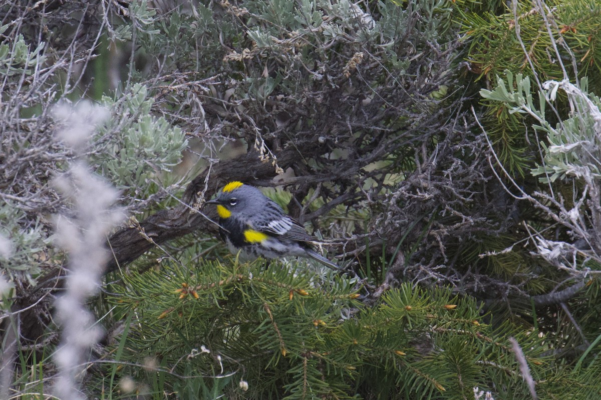 Yellow-rumped Warbler (Audubon's) - ML619831561