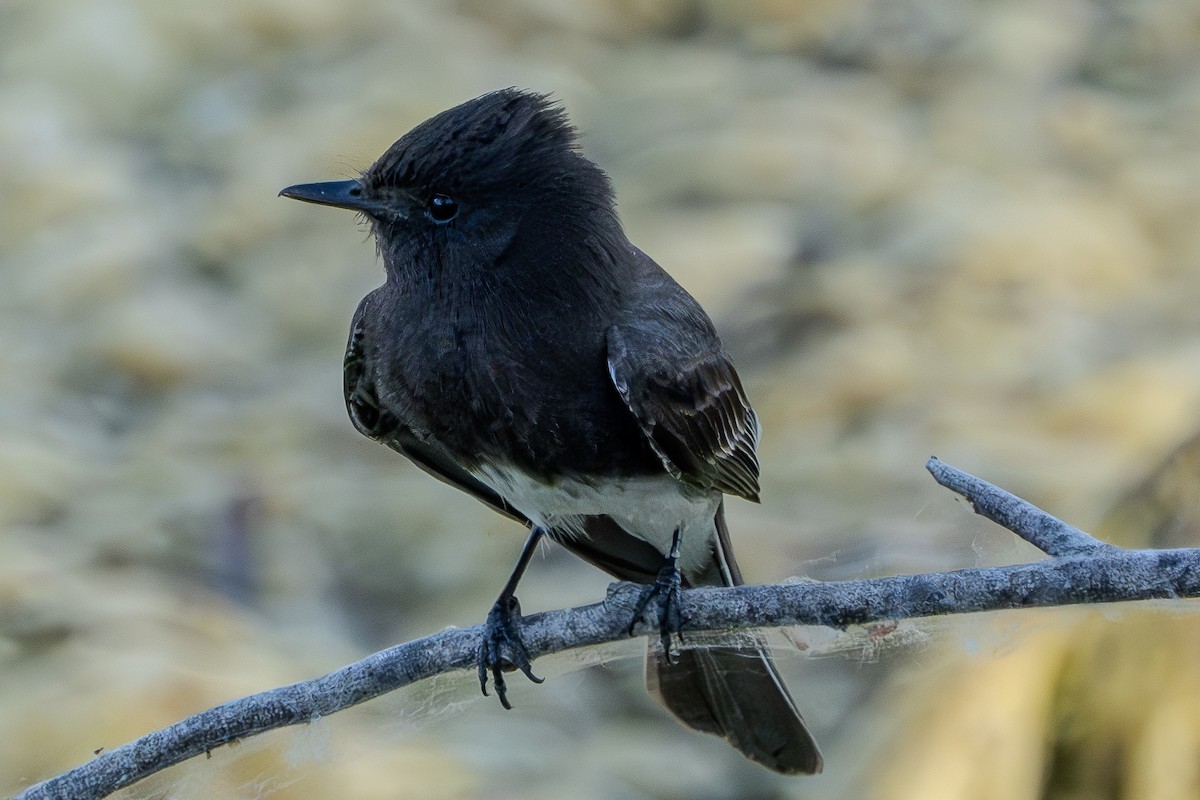 Black Phoebe - ML619831574