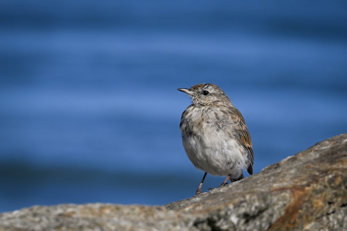 New Zealand Pipit - Alison Stokes