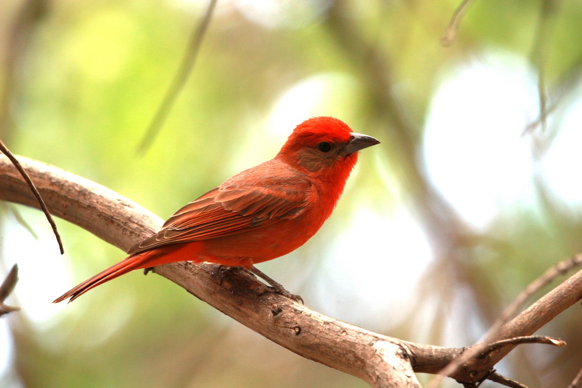 Hepatic Tanager - ML619831581