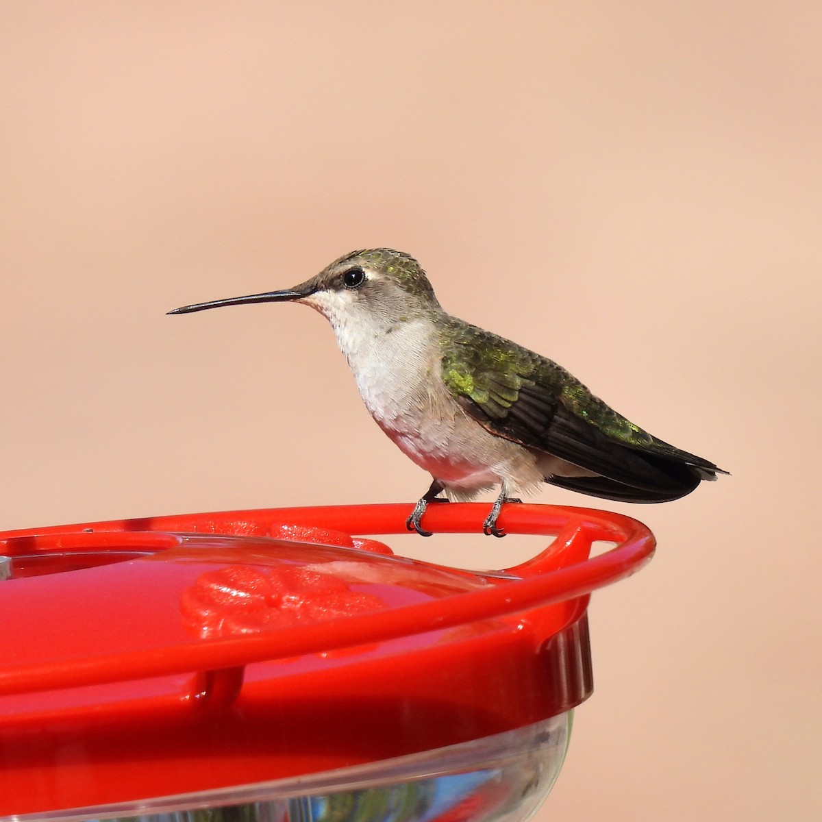 Black-chinned Hummingbird - ML619831610