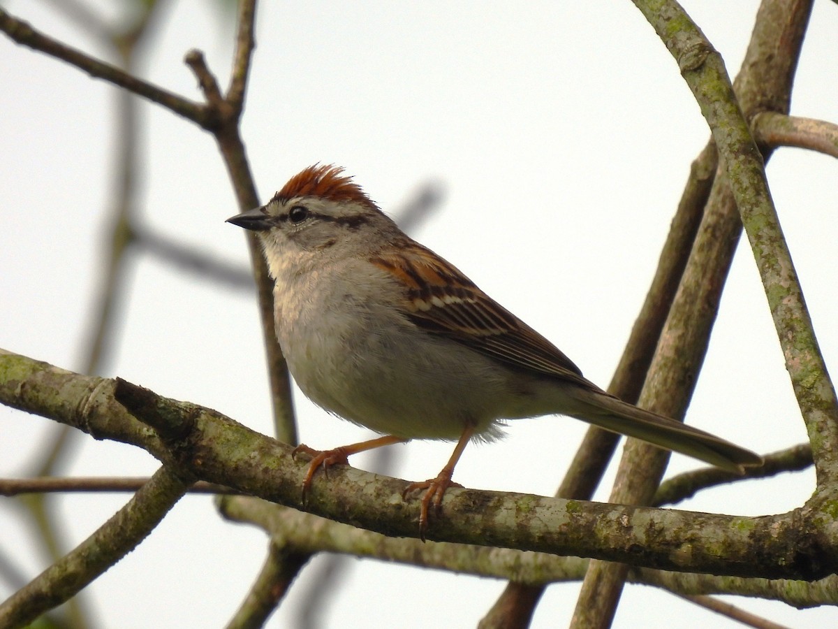 Chipping Sparrow - ML619831615