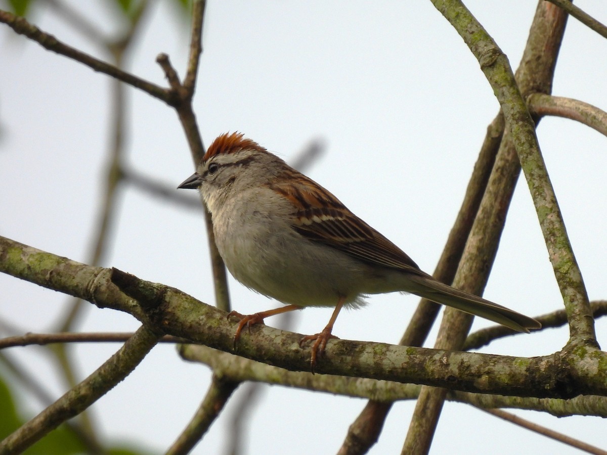 Chipping Sparrow - ML619831628