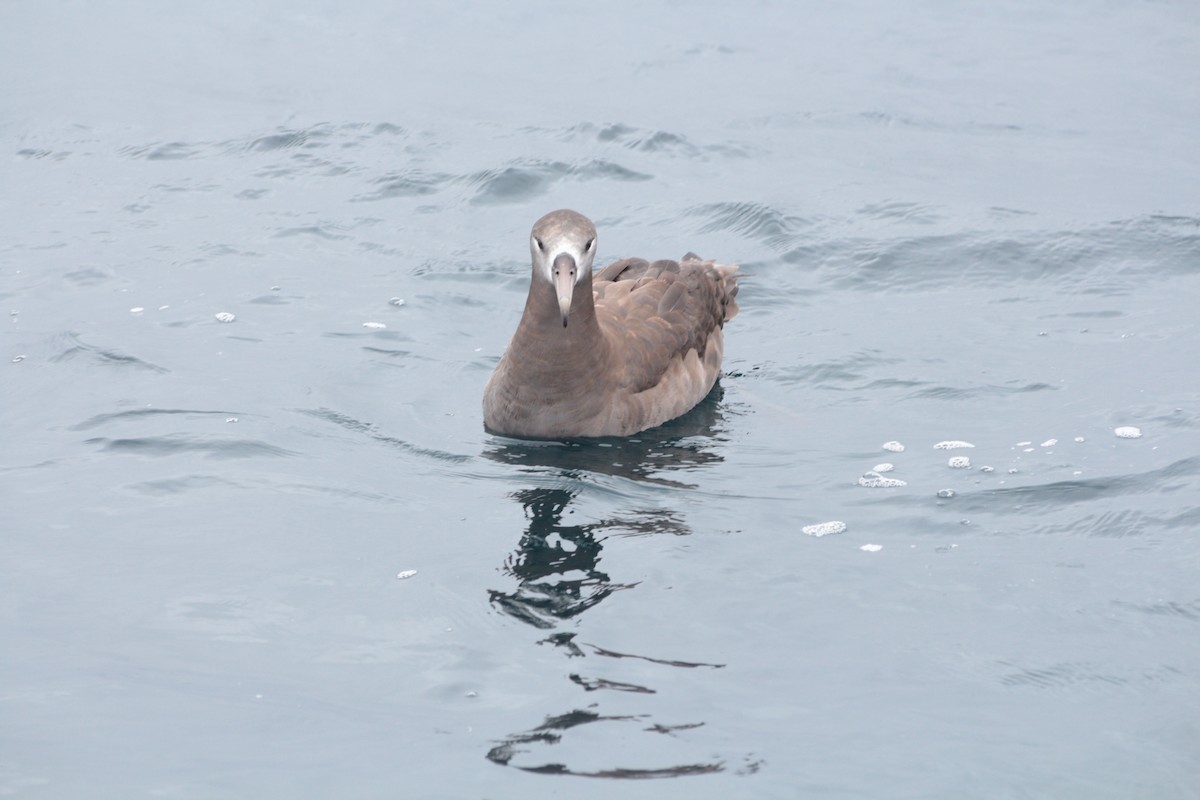 Albatros à pieds noirs - ML619831632
