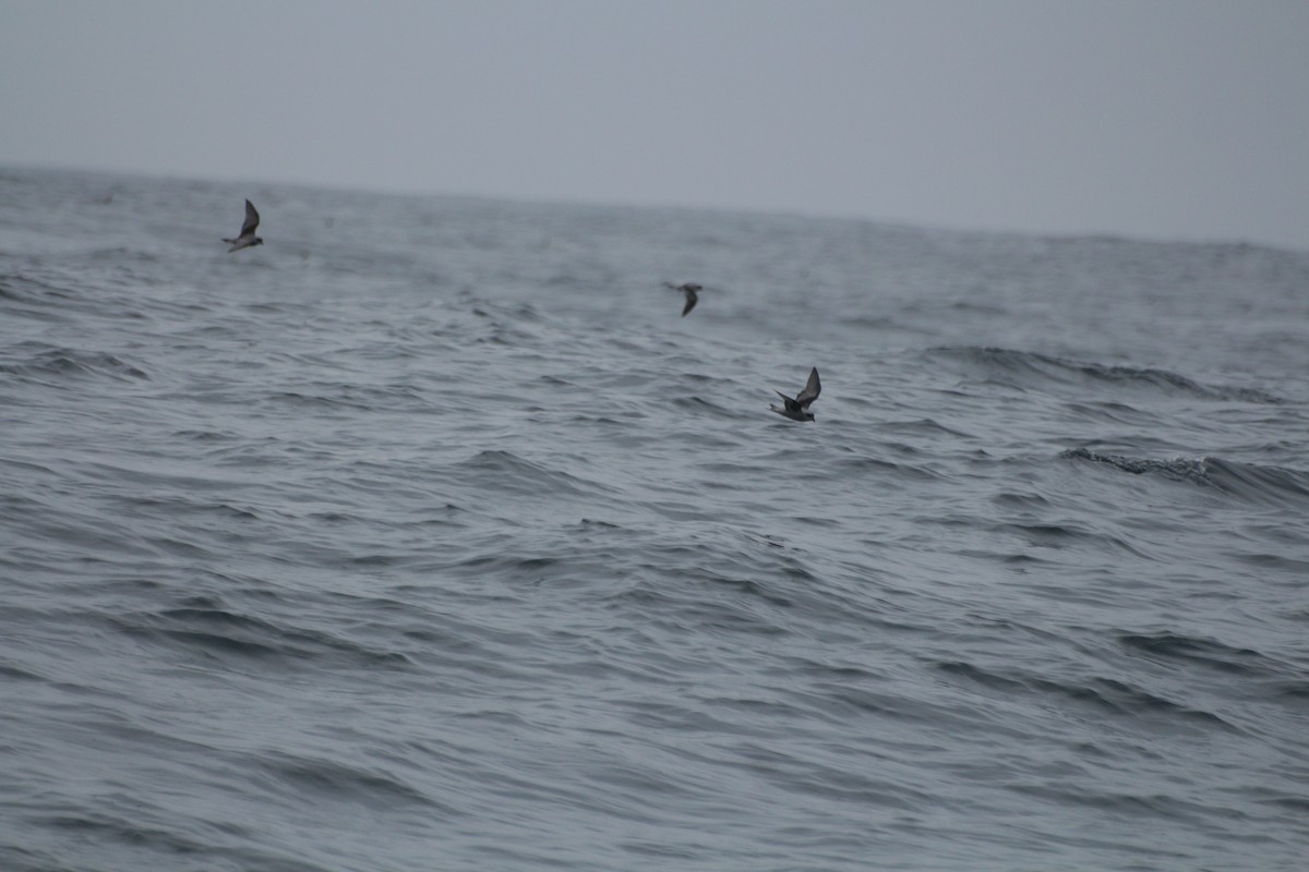 Fork-tailed Storm-Petrel - ML619831670