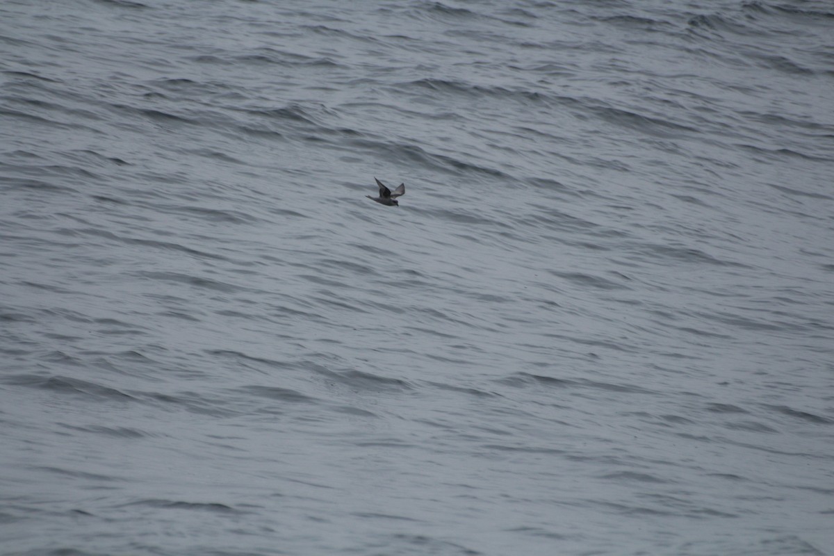 Fork-tailed Storm-Petrel - ML619831671