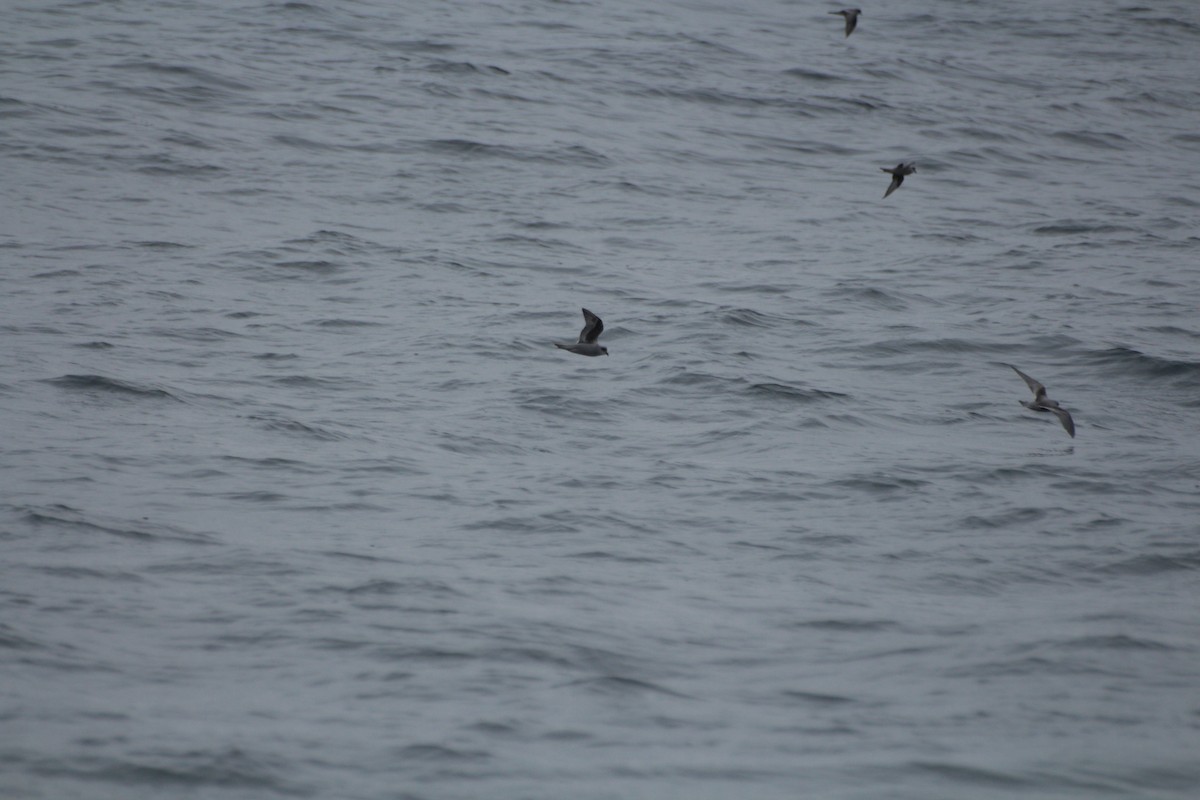 Fork-tailed Storm-Petrel - ML619831672