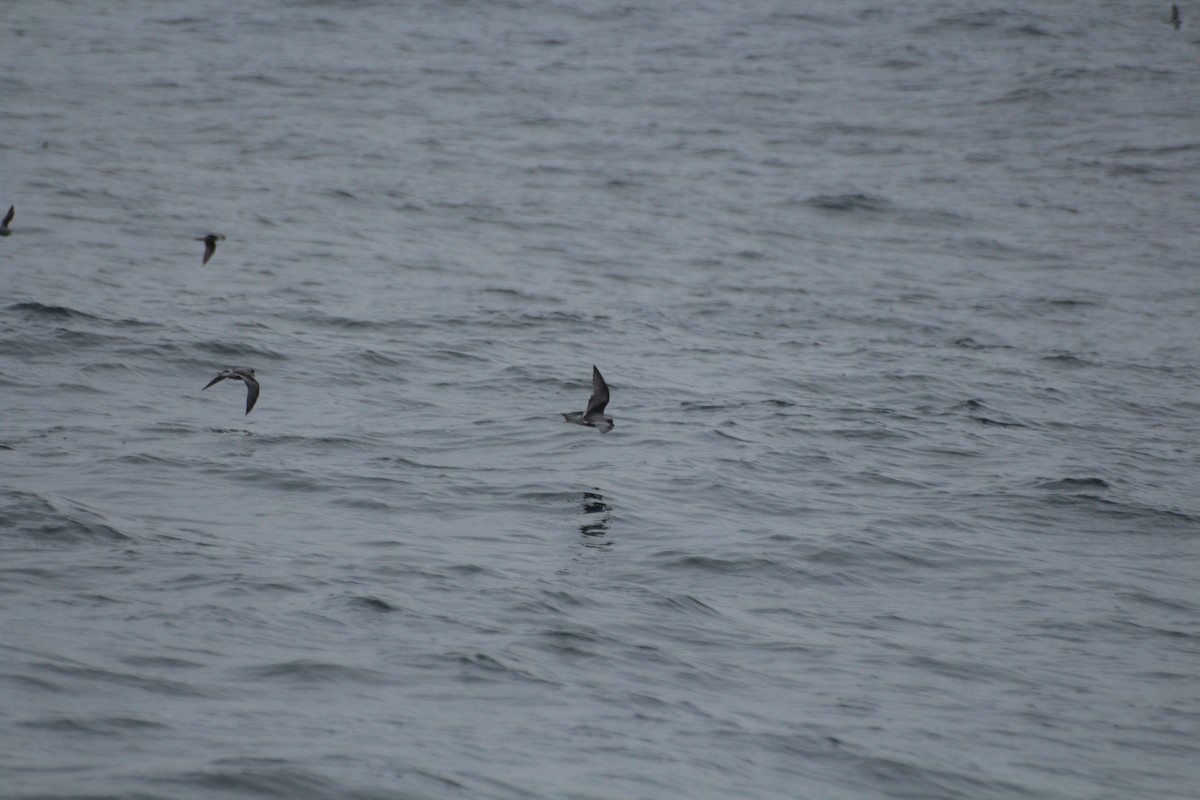 Fork-tailed Storm-Petrel - ML619831674