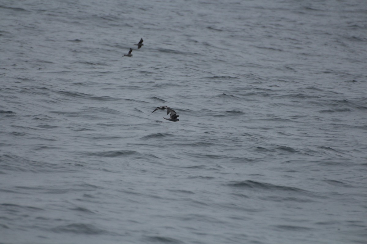 Fork-tailed Storm-Petrel - ML619831675