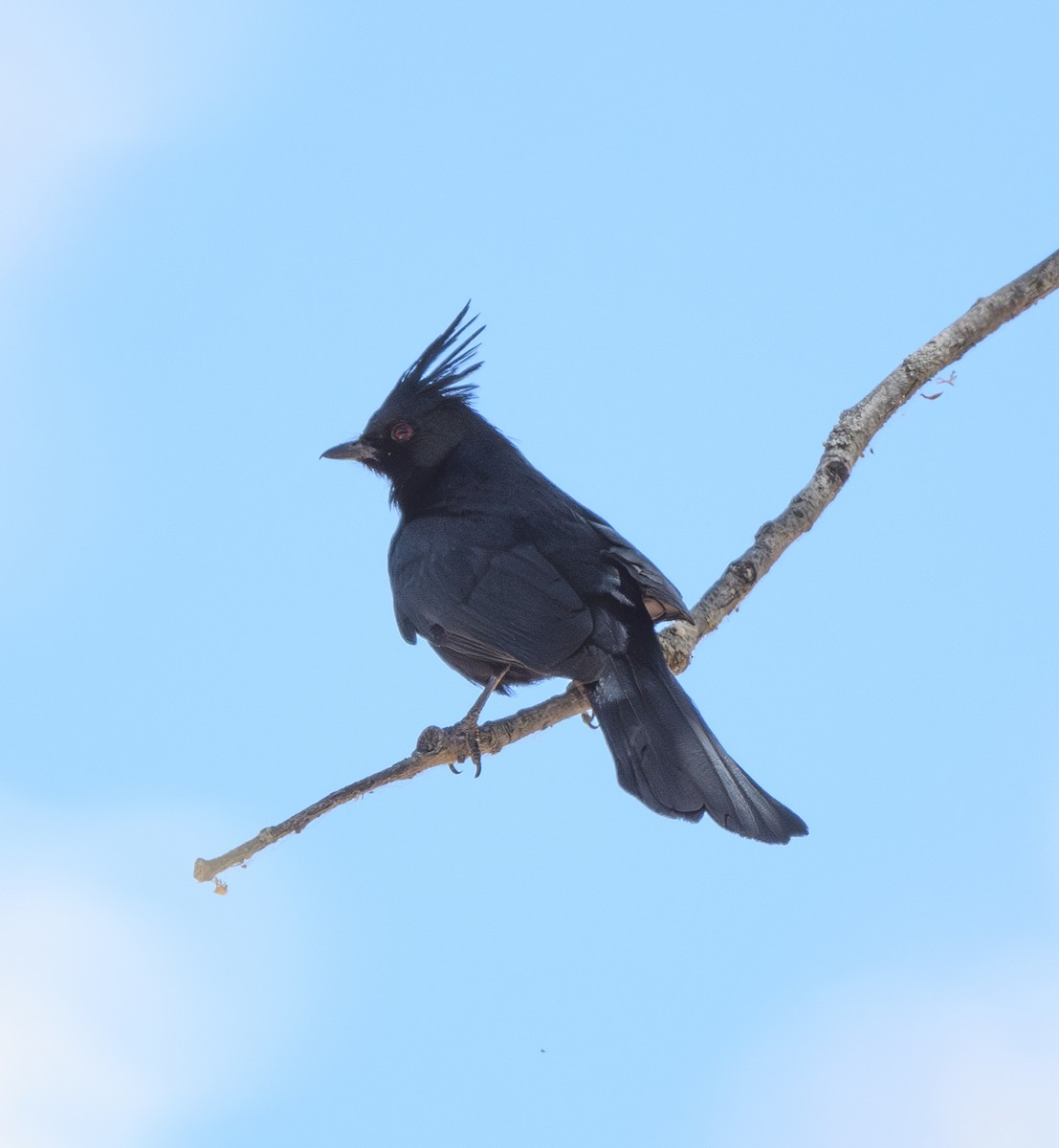 Capulinero Negro - ML619831685