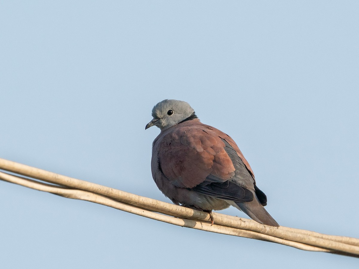 Red Collared-Dove - ML619831690