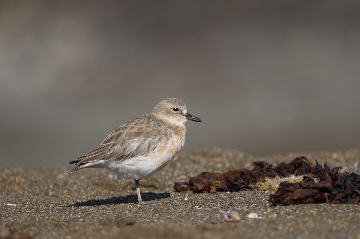 Red-breasted Dotterel - ML619831695