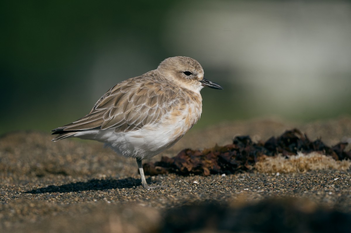 Red-breasted Dotterel - ML619831696
