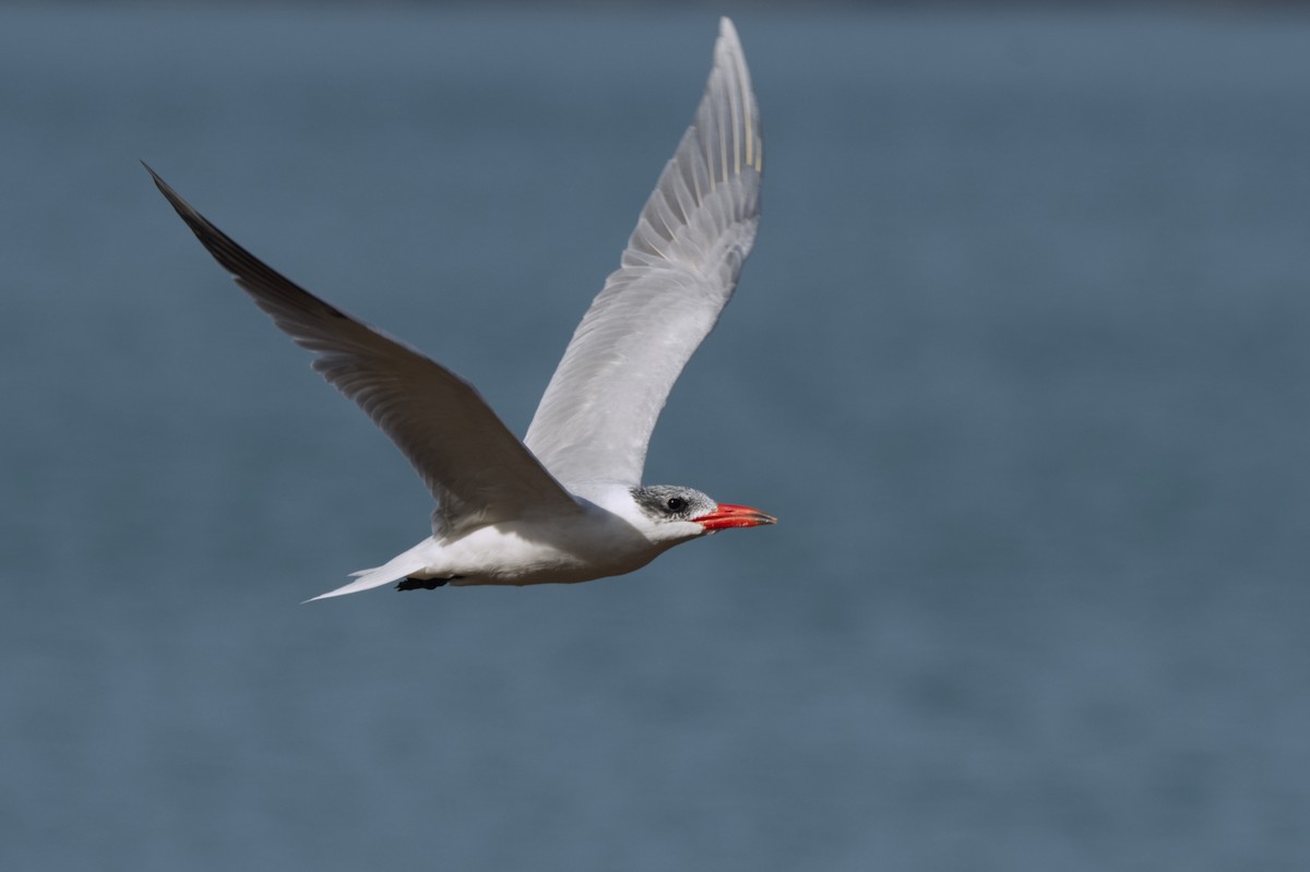 Caspian Tern - ML619831697