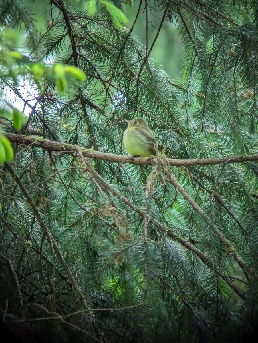 Western Flycatcher - ML619831725