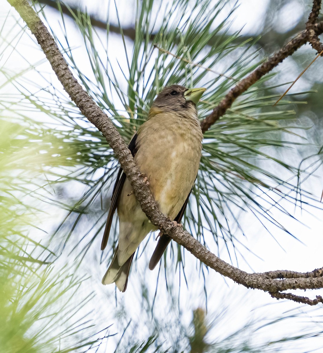 Evening Grosbeak - ML619831733