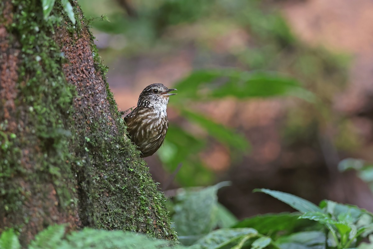 Eyebrowed Wren-Babbler - ML619831736