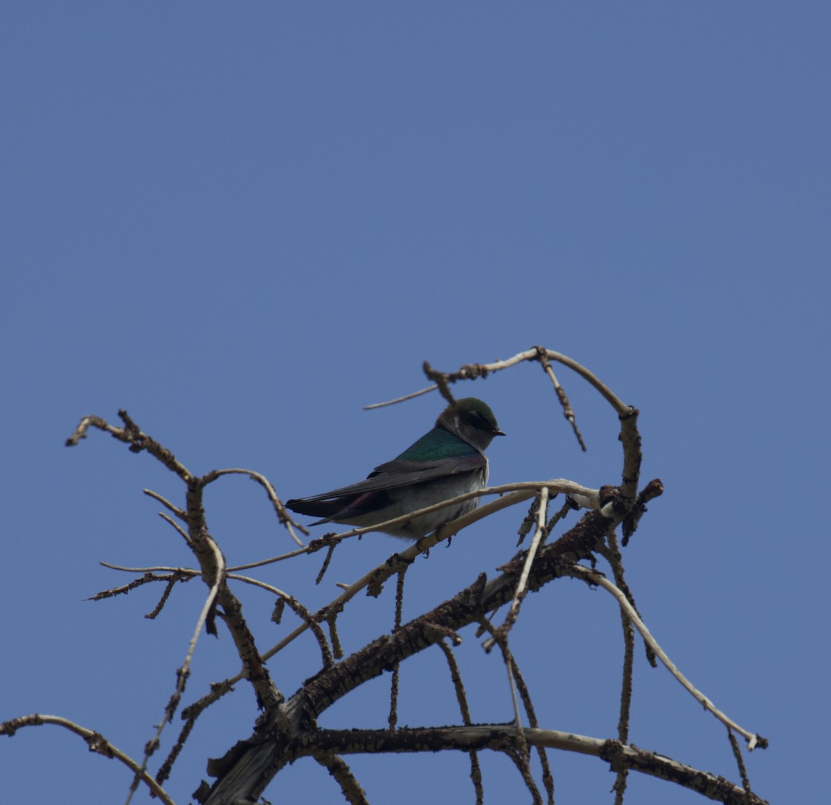 Violet-green Swallow - ML619831739