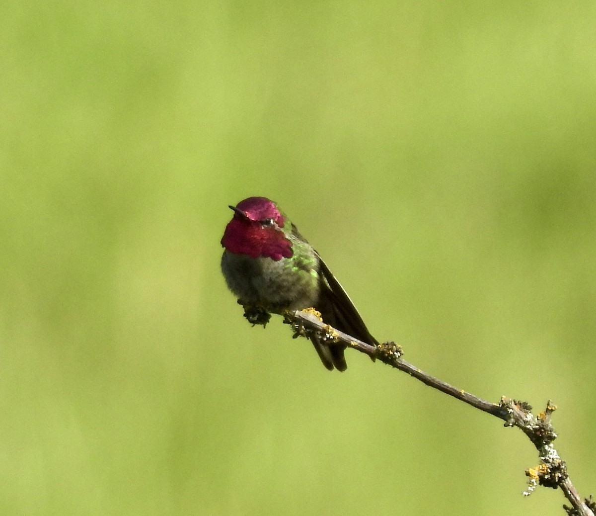 Anna's Hummingbird - ML619831746
