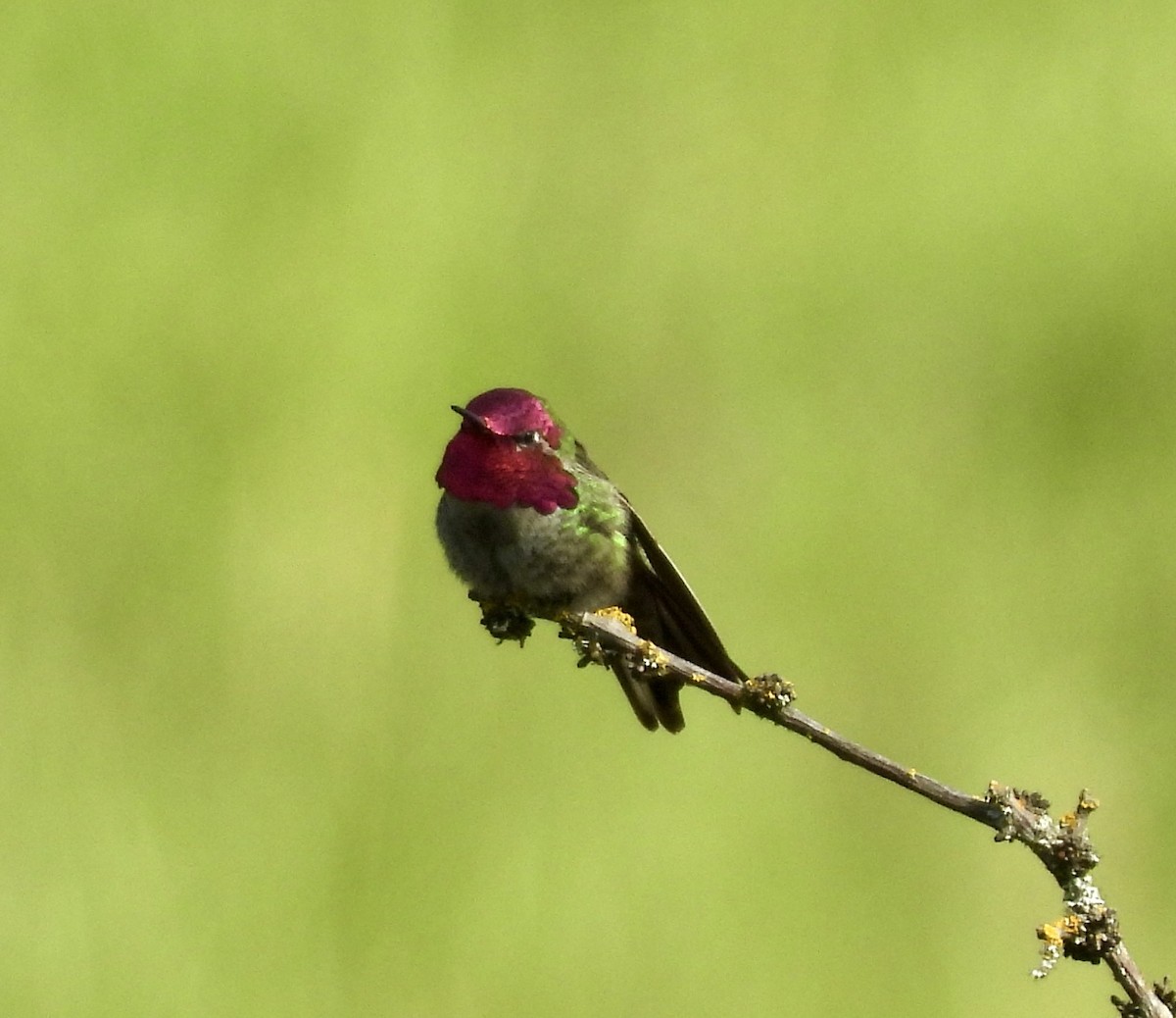 rødmaskekolibri - ML619831746