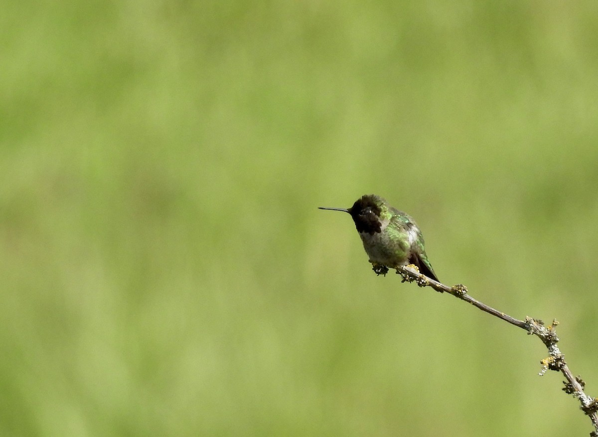 Anna's Hummingbird - ML619831747