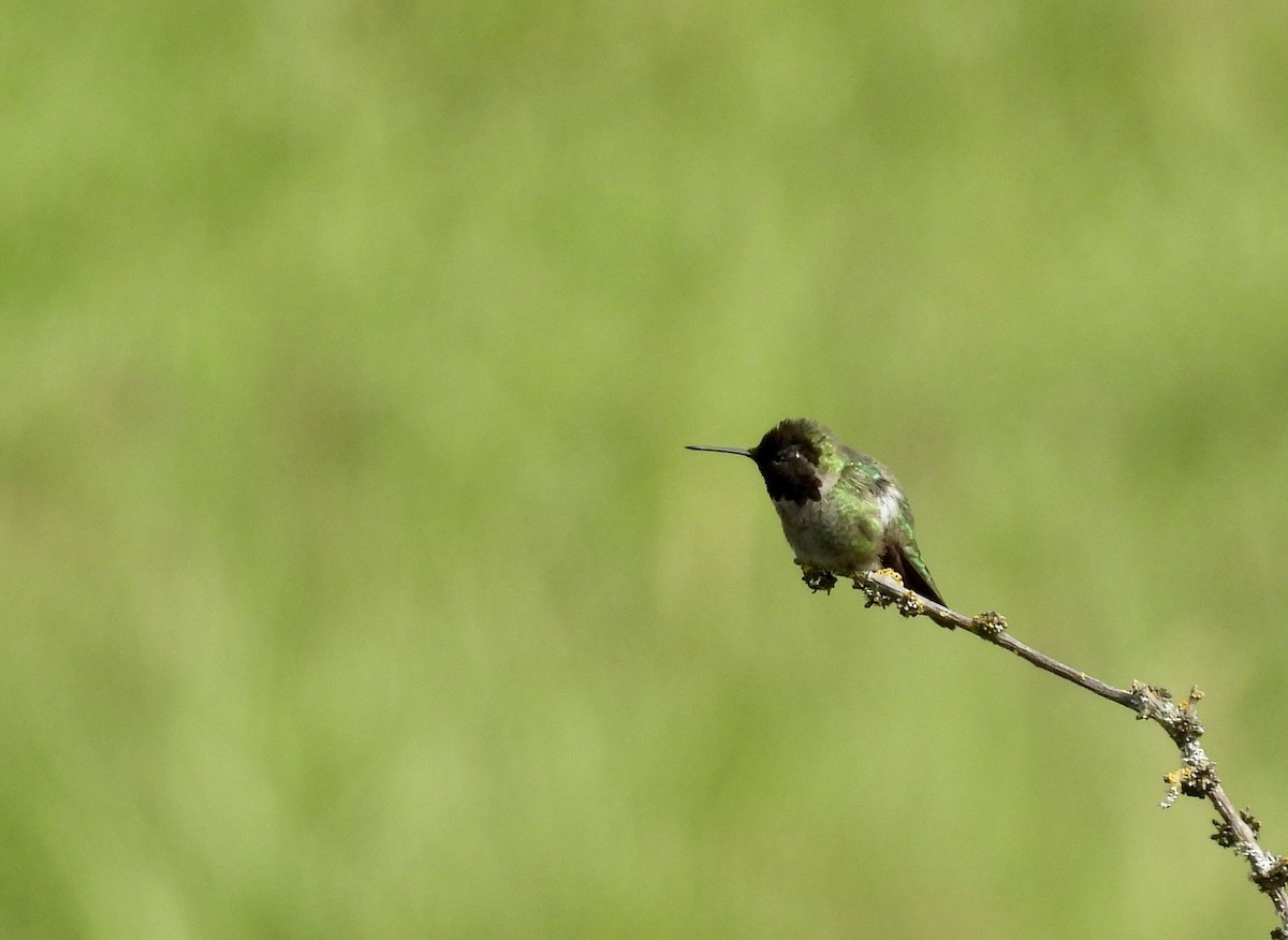 Colibrí de Anna - ML619831747