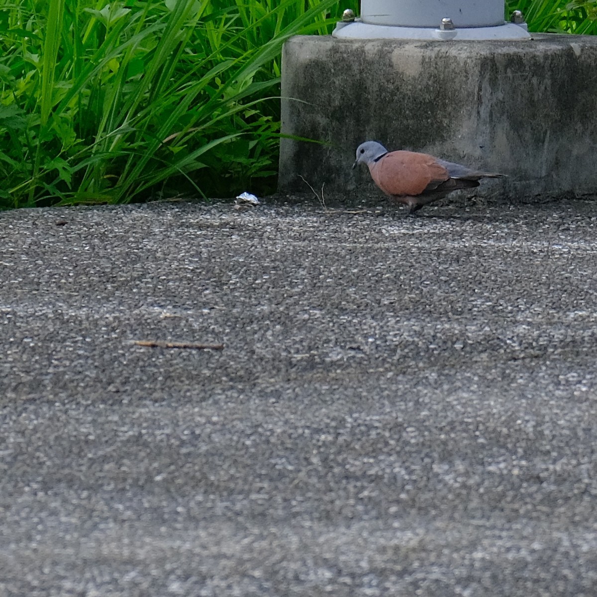 Red Collared-Dove - ML619831753
