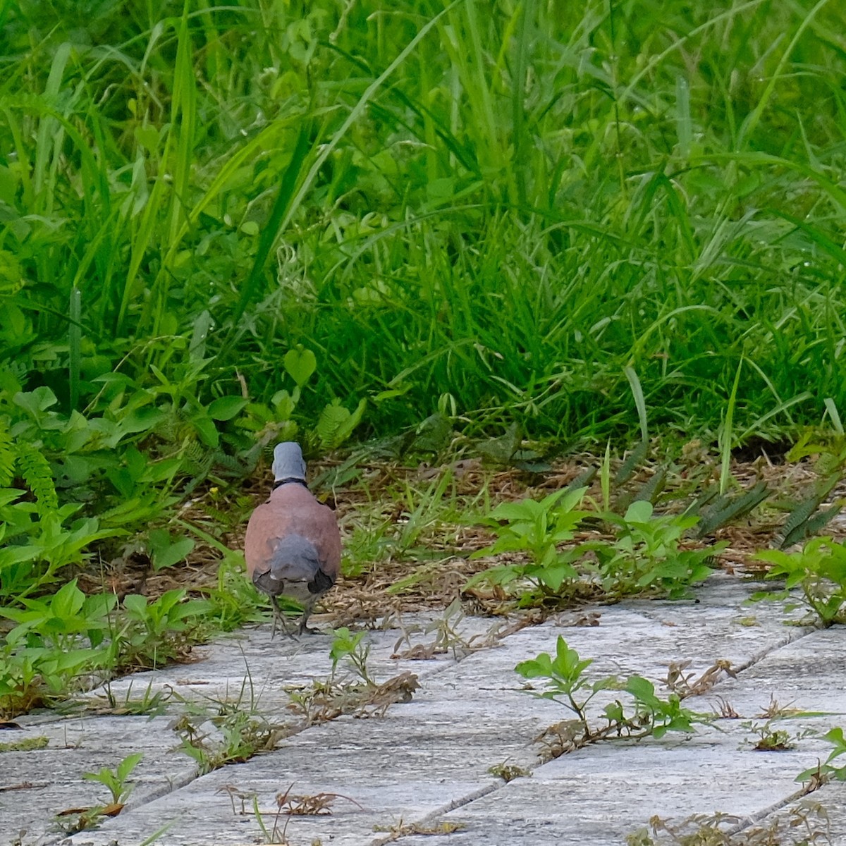 Red Collared-Dove - ML619831754