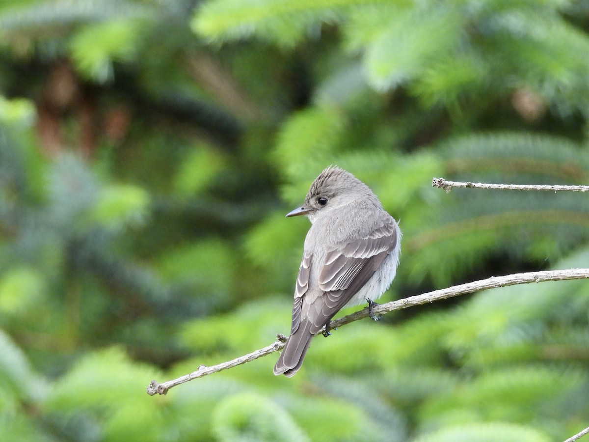 Western Wood-Pewee - Stacey Taylor