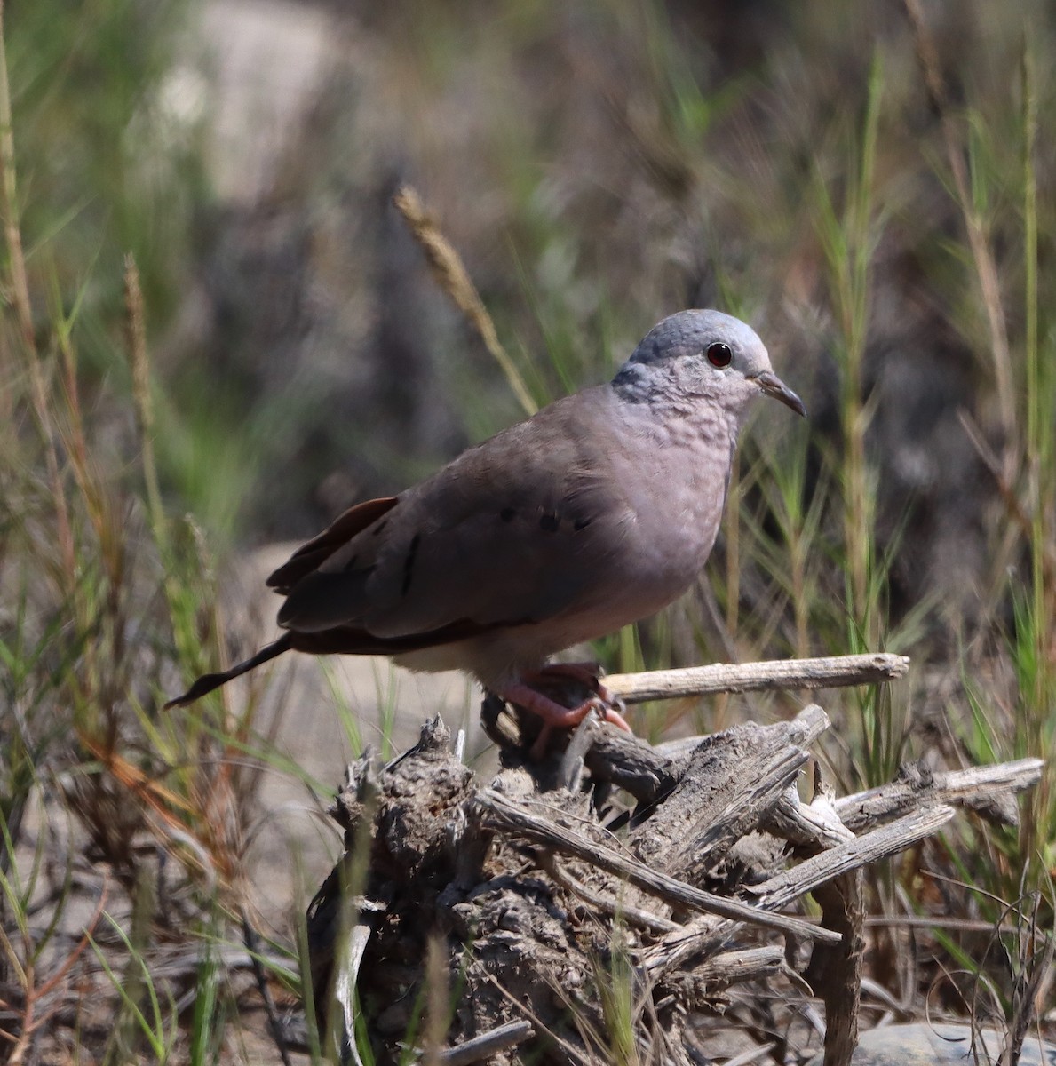 Plain-breasted Ground Dove - ML619831766