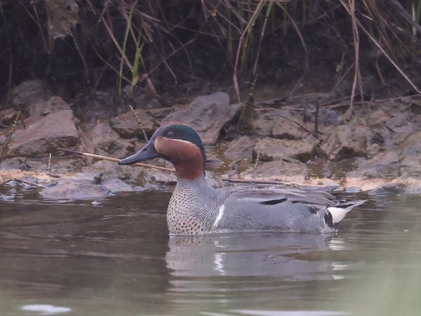 Green-winged Teal - ML619831769