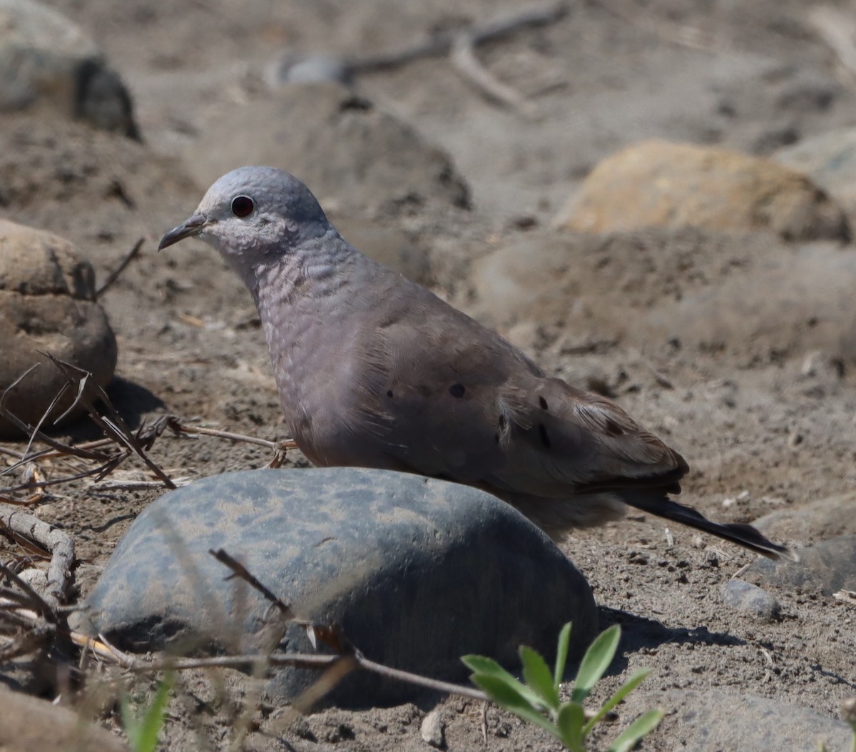 Plain-breasted Ground Dove - ML619831778