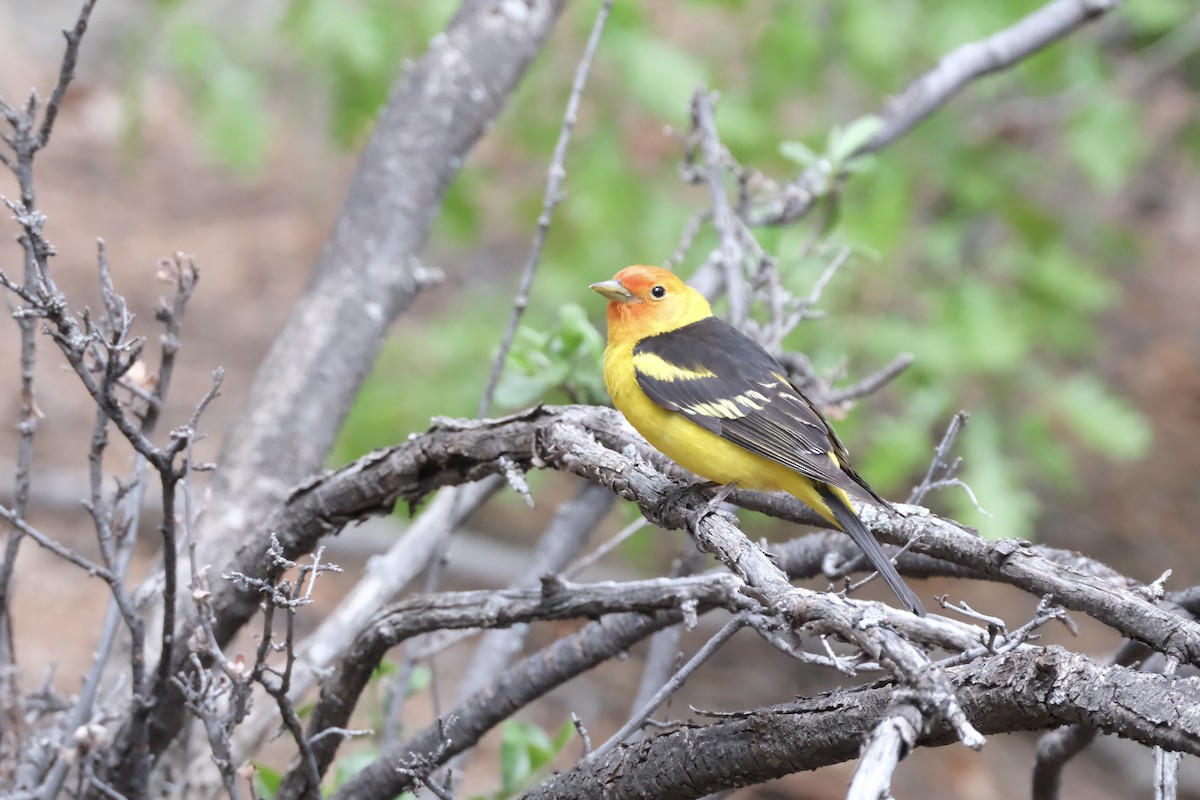 Western Tanager - ML619831783
