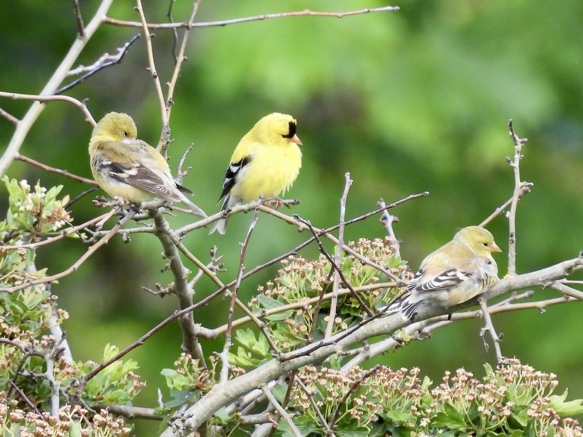 American Goldfinch - ML619831786