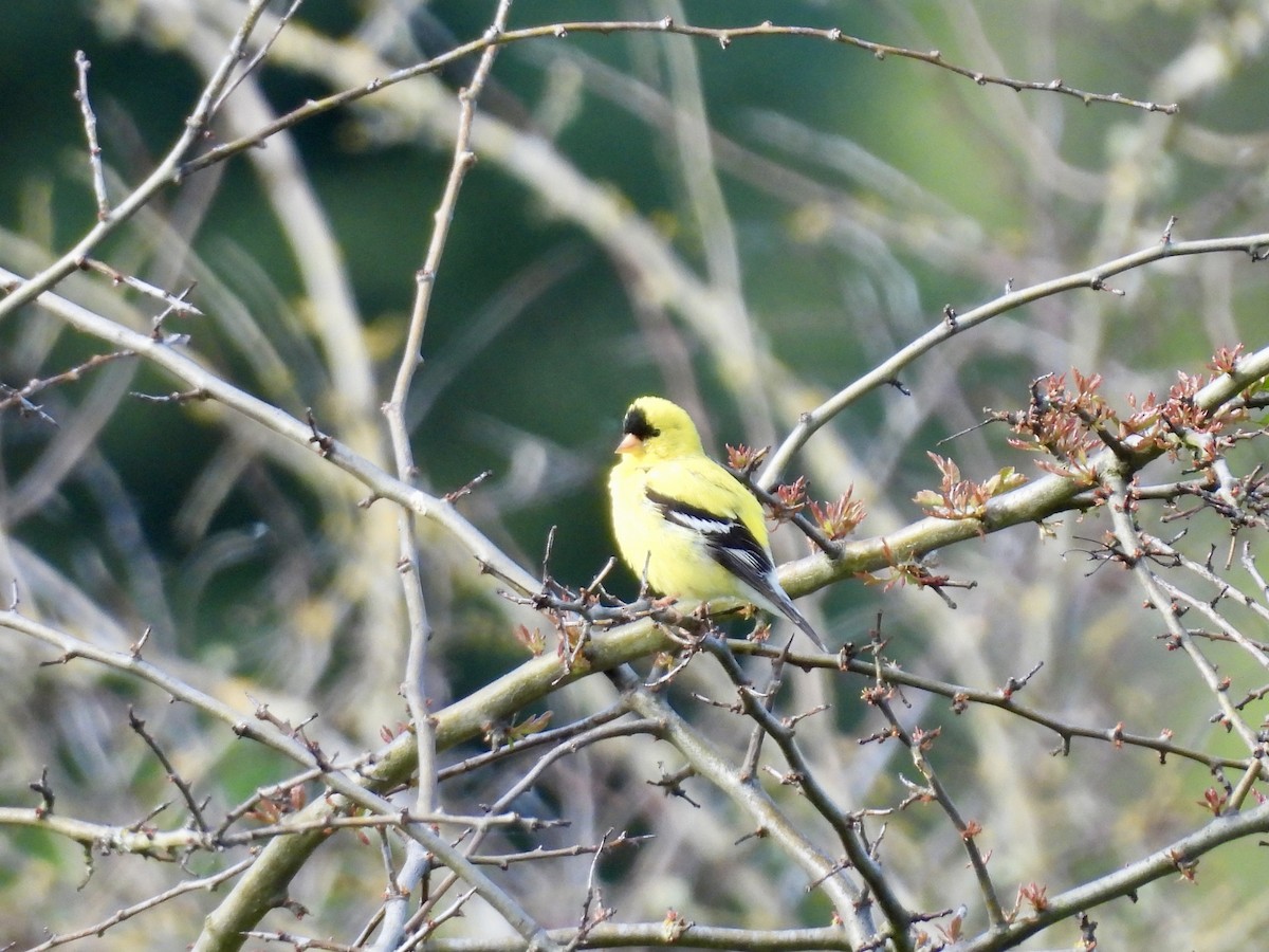 American Goldfinch - ML619831787