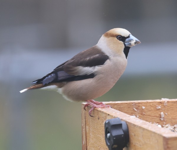 Hawfinch - ML619831793