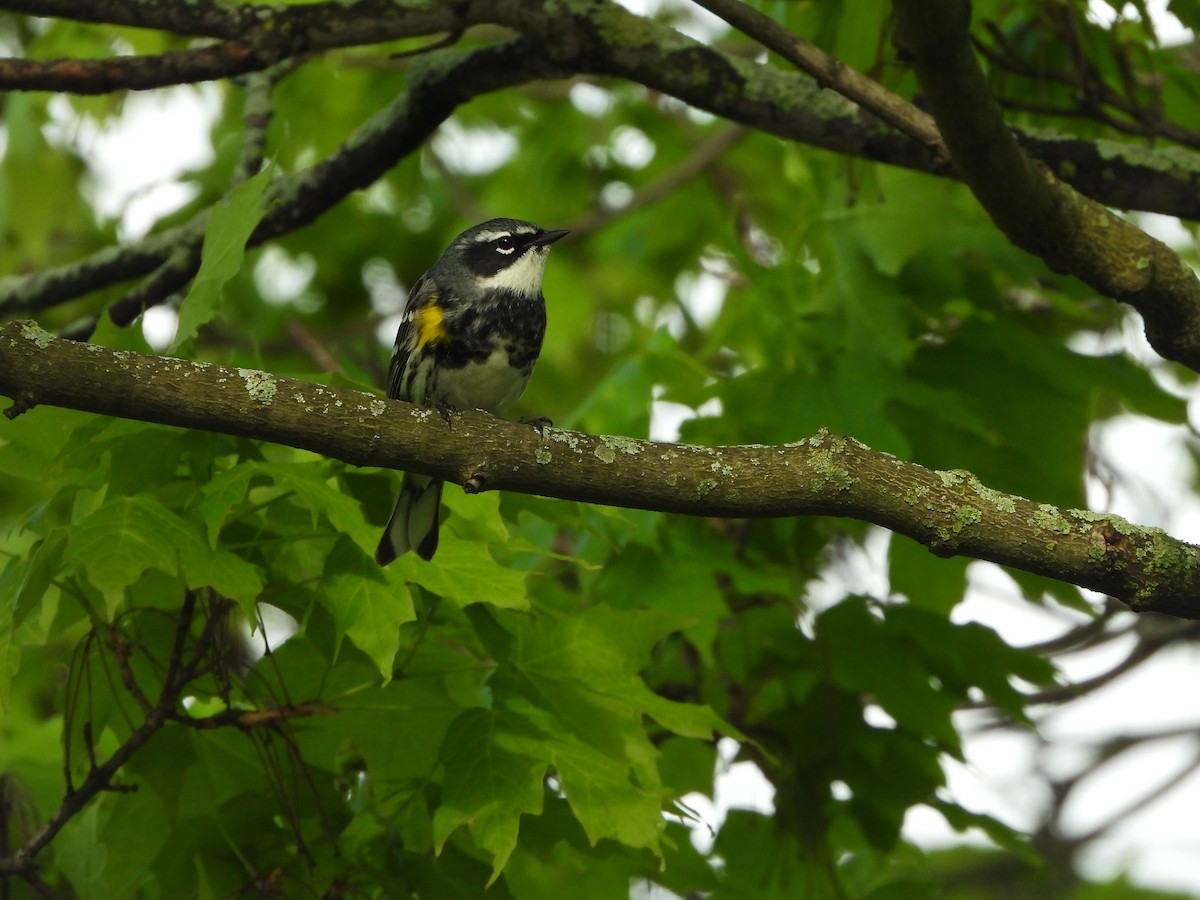 Yellow-rumped Warbler - ML619831795