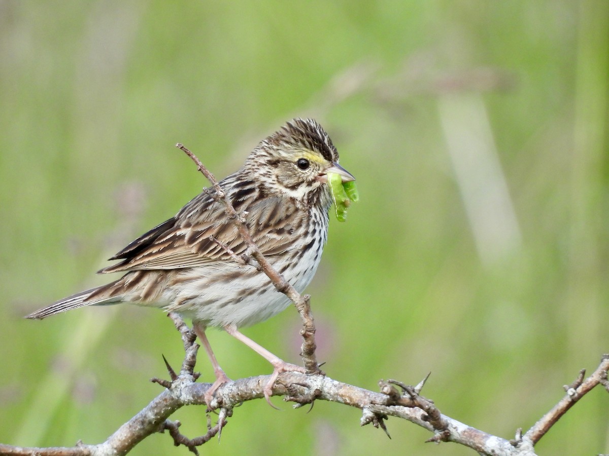 Savannah Sparrow - ML619831802