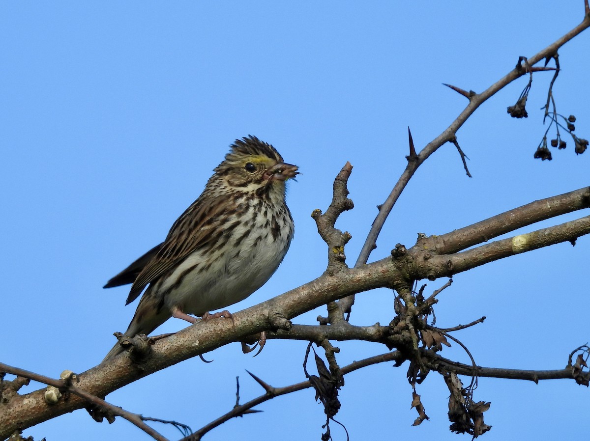 Savannah Sparrow - ML619831803