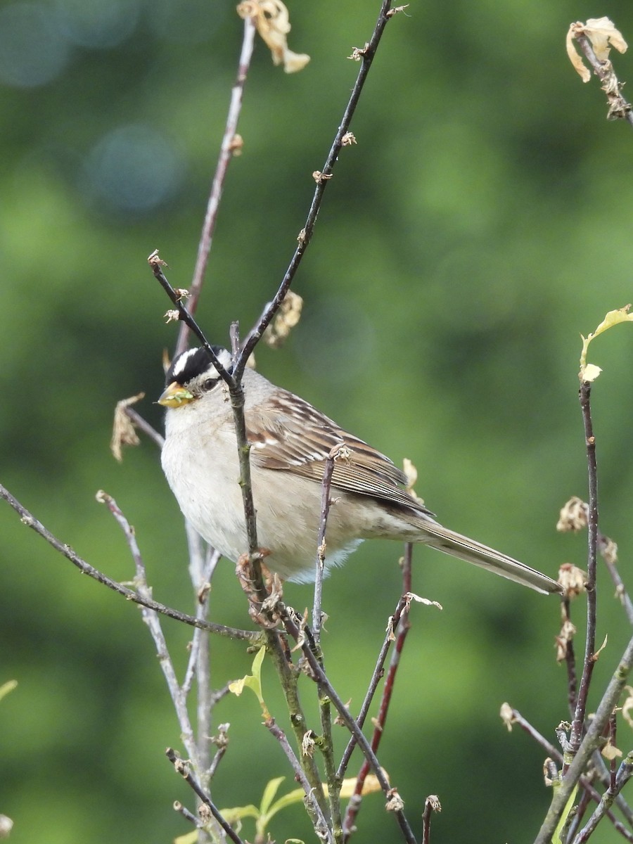 White-crowned Sparrow - ML619831814
