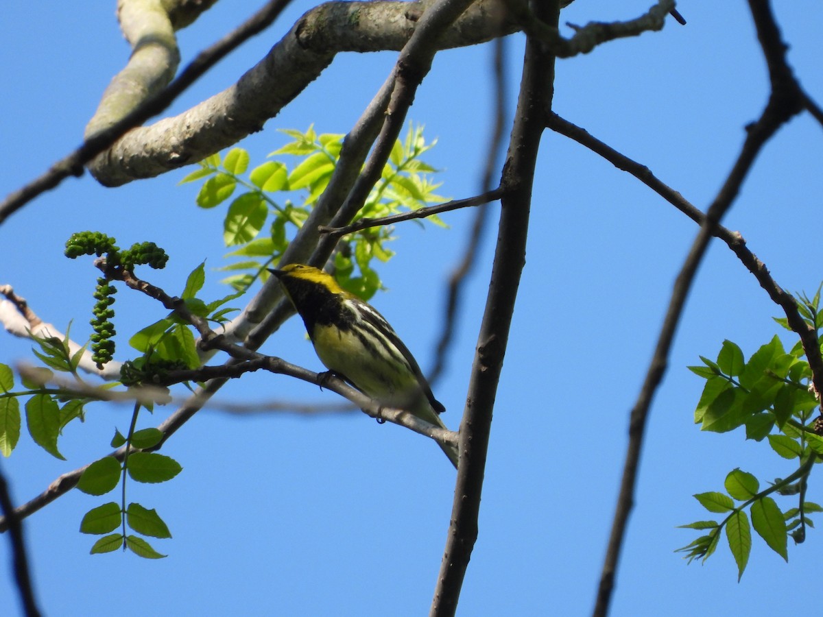 Black-throated Green Warbler - ML619831815